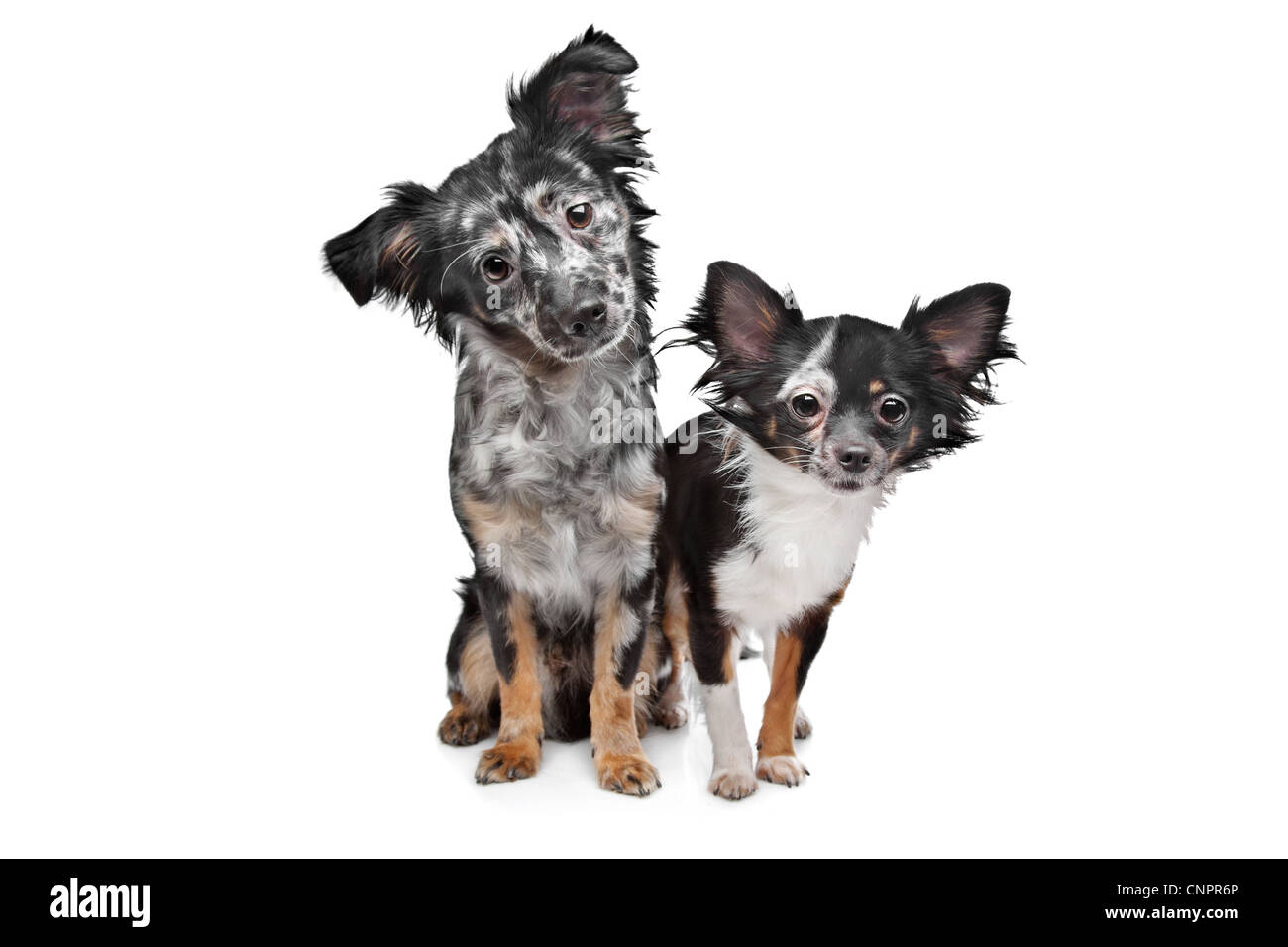 Due Chihuahua cani di fronte a uno sfondo bianco Foto Stock
