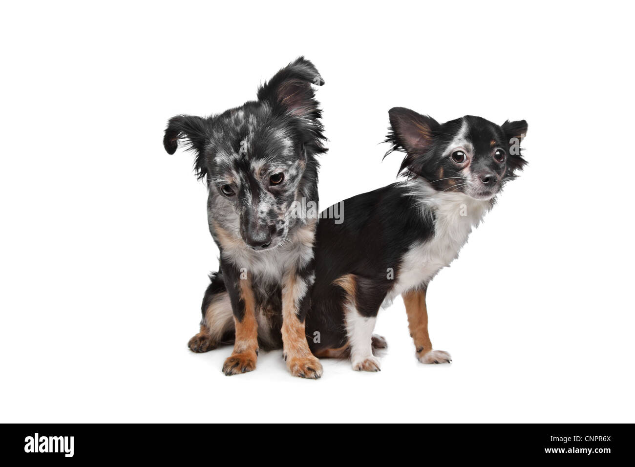 Due Chihuahua cani di fronte a uno sfondo bianco Foto Stock