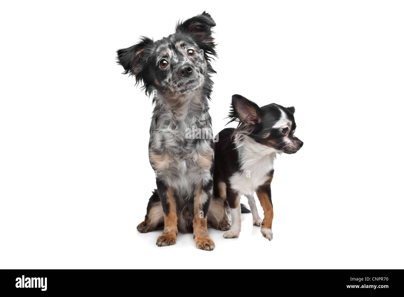 Due Chihuahua cani di fronte a uno sfondo bianco Foto Stock