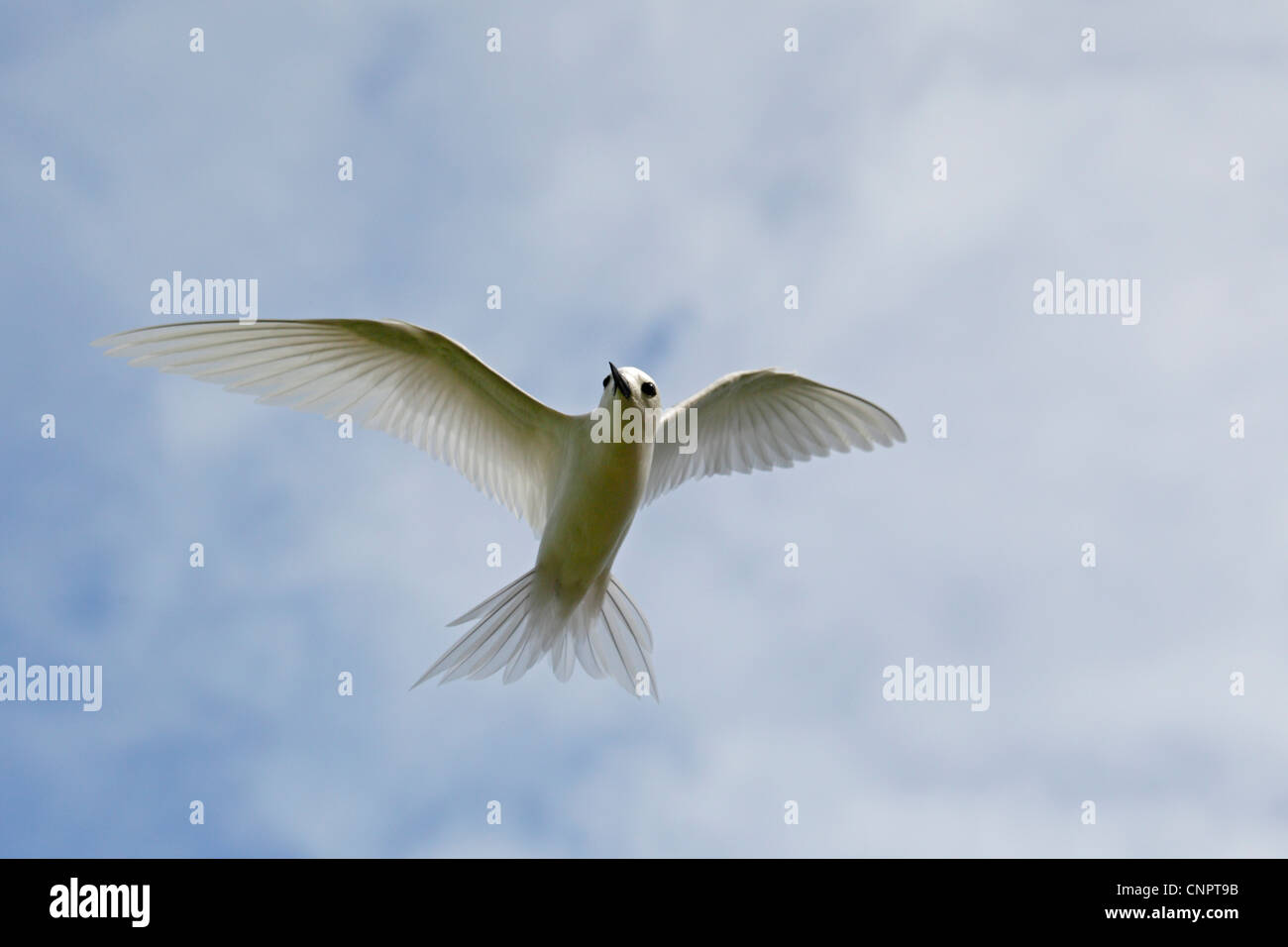Tern bianco in volo Foto Stock