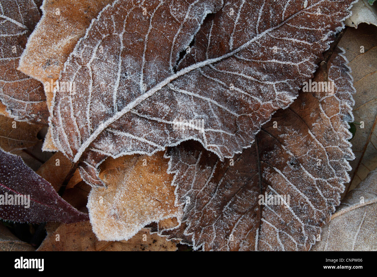 Una composizione di diversi tipi di foglie congelate, presa in un freddo inverno mattina. Foto Stock