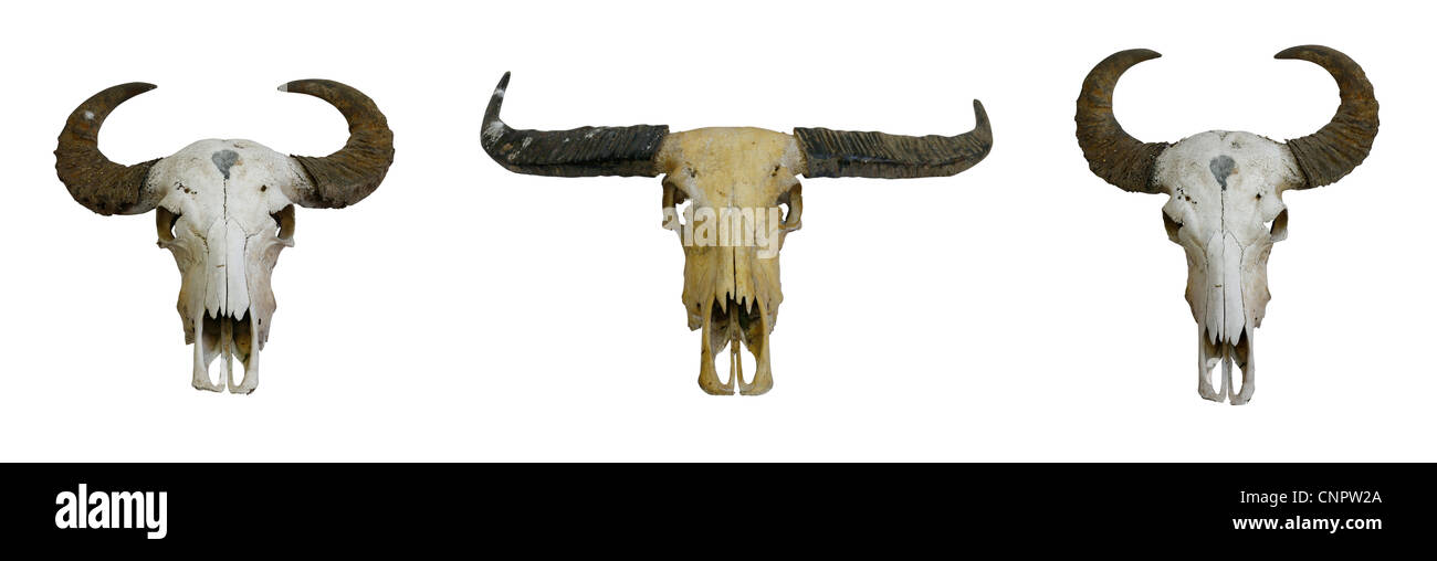 3 buffalo teschio con corna su bianco Foto Stock