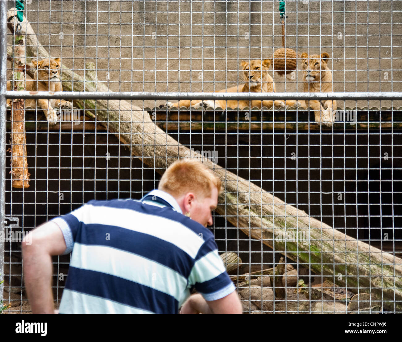 Tre Leoni in cattività in uno zoo fissando un uomo Foto Stock