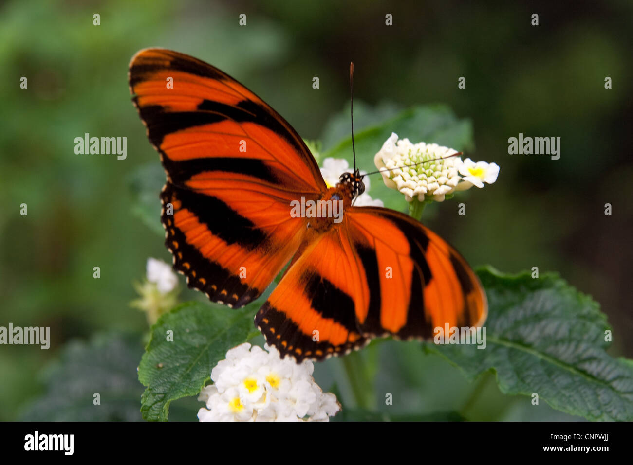 Tigre arancione arancione nastrati Heliconian nastrati farfalla arancione Foto Stock