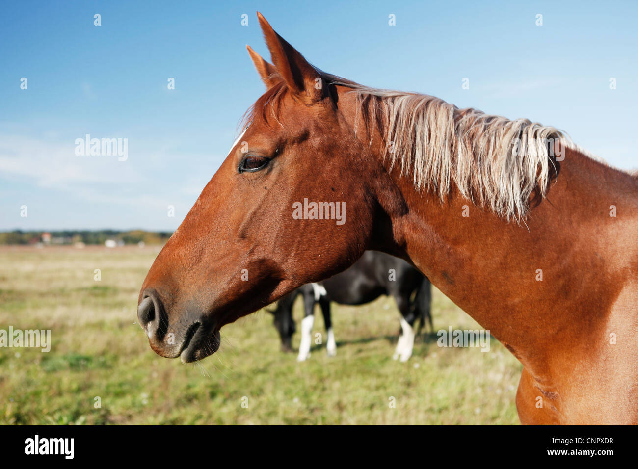 cavallo marrone Foto Stock