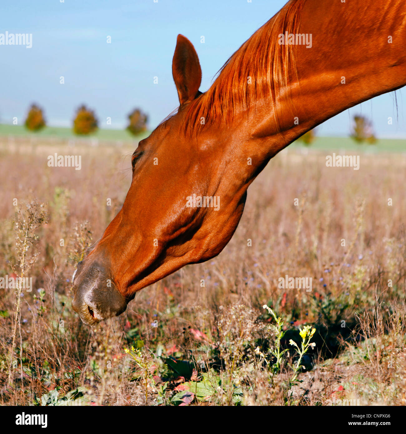 Marrone mangiare cavallo Foto Stock