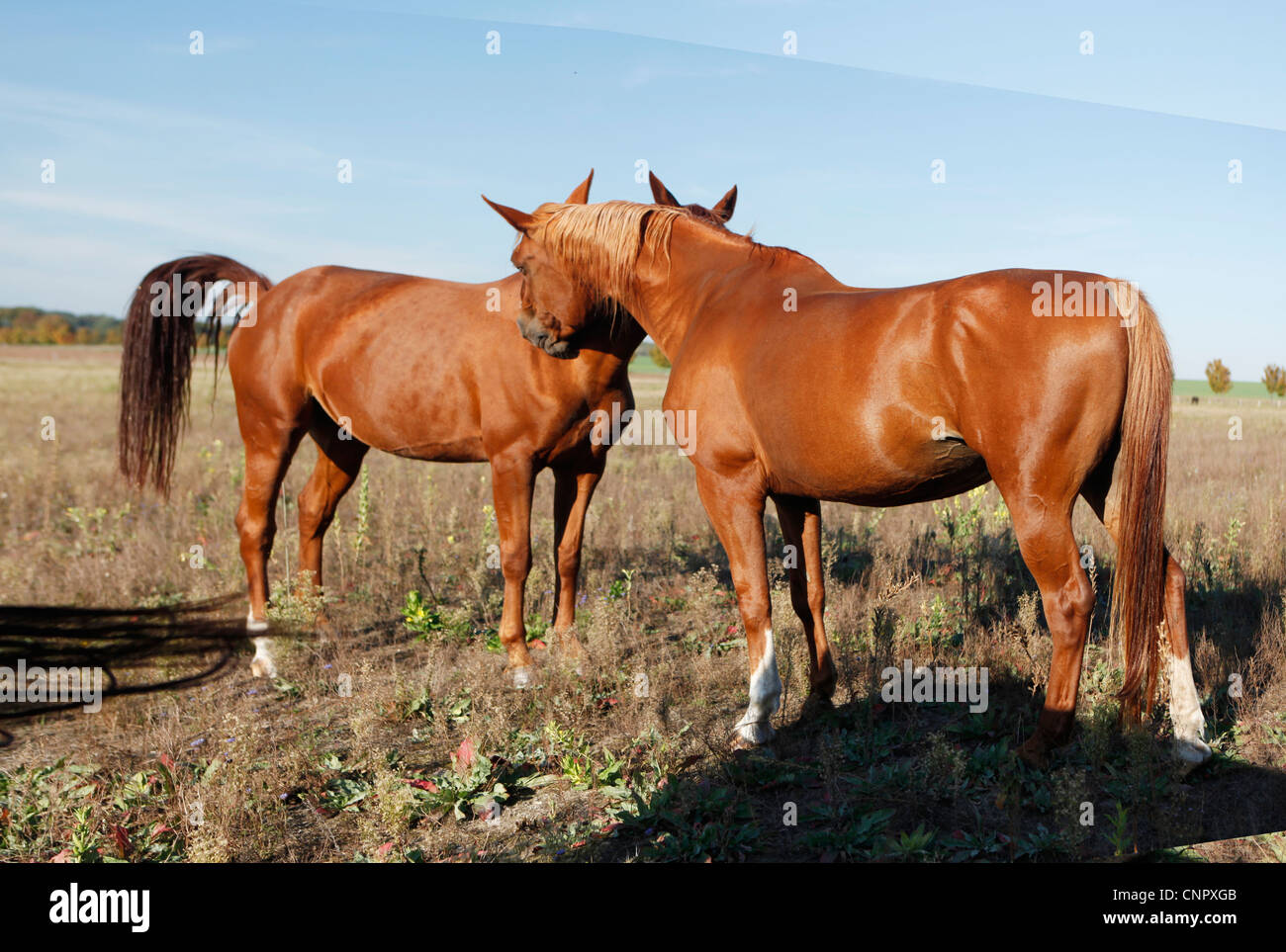 Due cavalli marrone nei campi di graffiare ogni altro Foto Stock