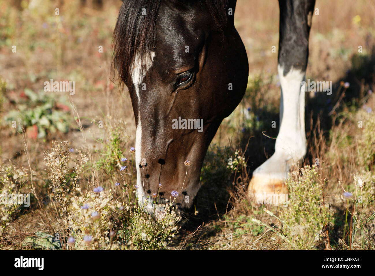 Marrone mangiare cavallo Foto Stock