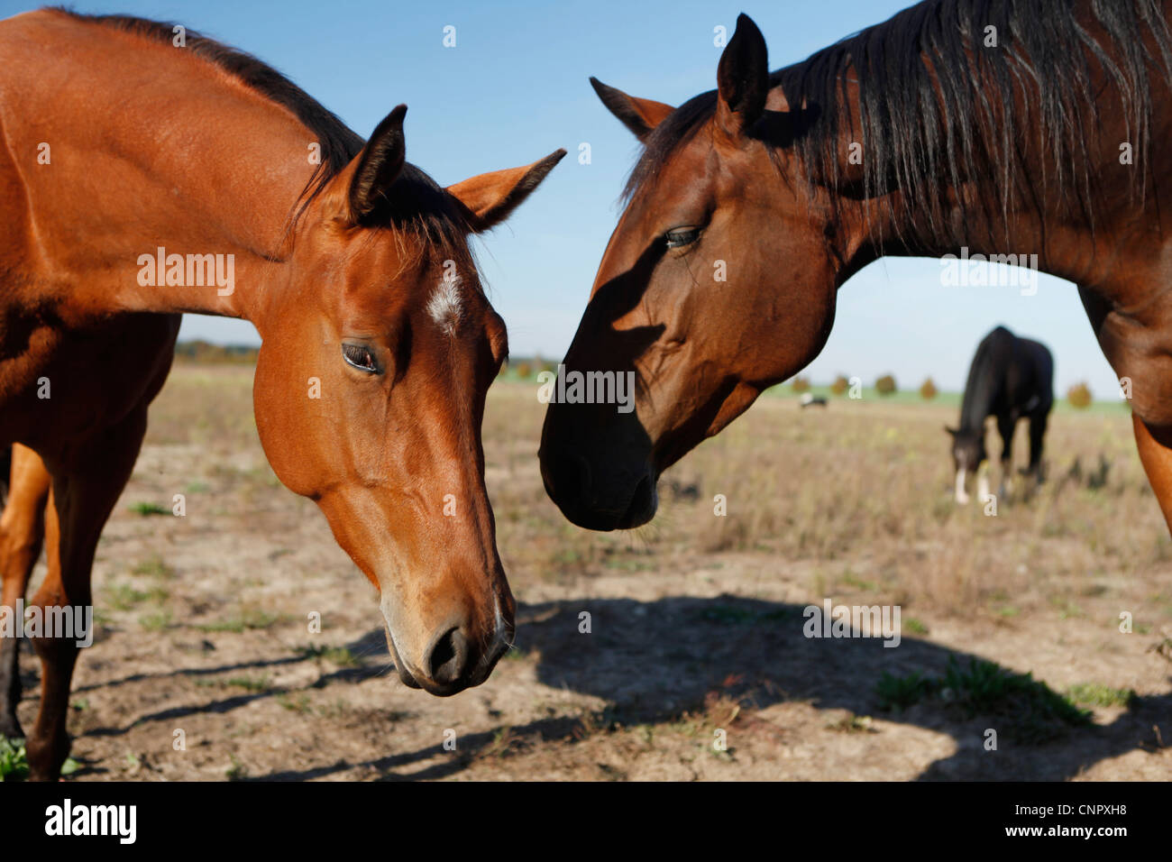 Due cavalli marrone nei campi di graffiare ogni altro Foto Stock