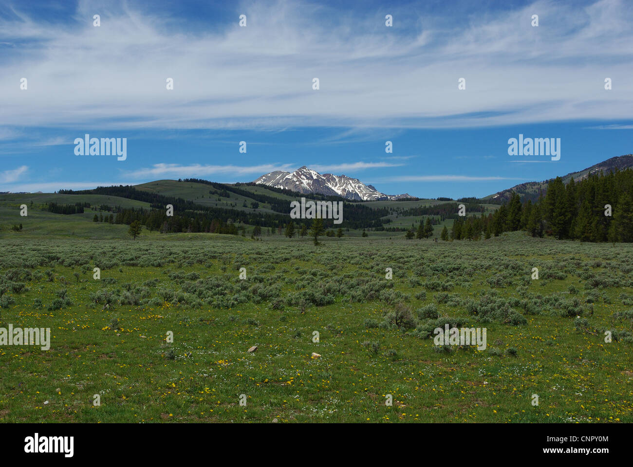 Prati e boschi e montagne rocciose, il Parco Nazionale di Yellowstone, Wyoming Foto Stock