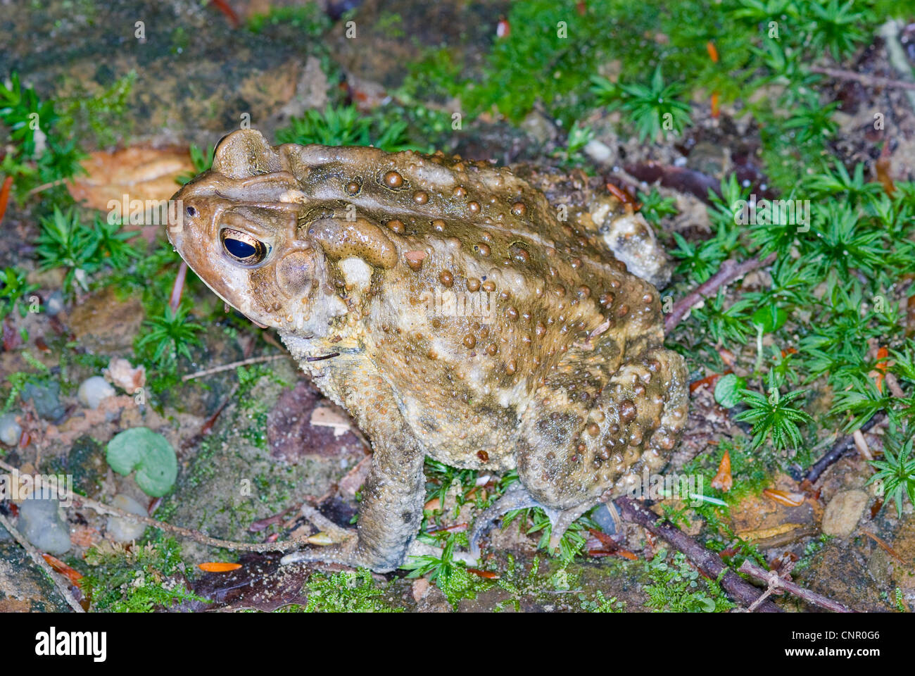American Toad, Bufo americanus Foto Stock