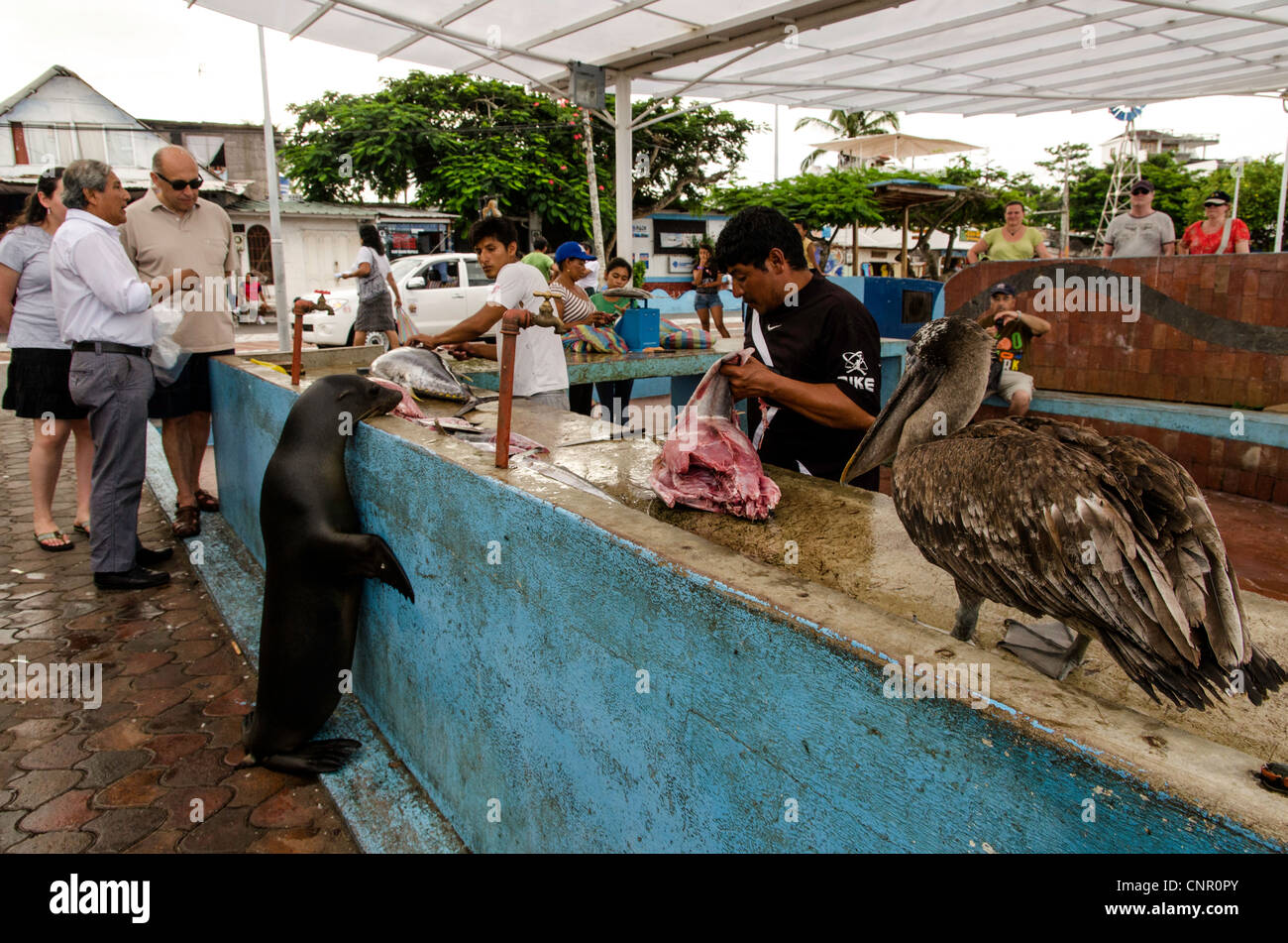 Puerto Ayora mercato del pesce a Santa Cruz Isole Galapagos Foto Stock