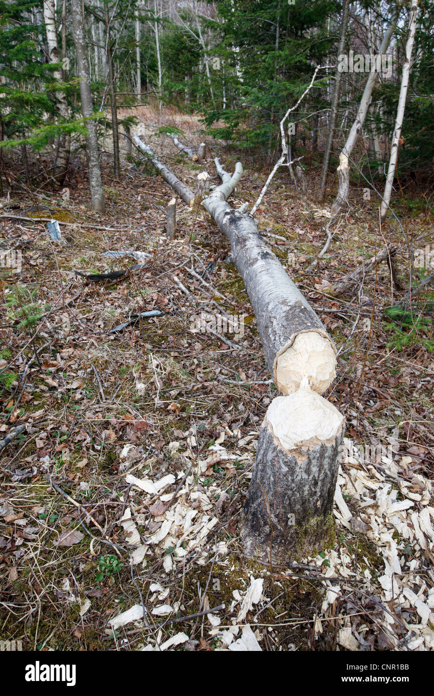 Beaver impatto accanto ad una delle zone umide area lungo il sentiero notchway nella città di Franconia, new Hampshire usa Foto Stock