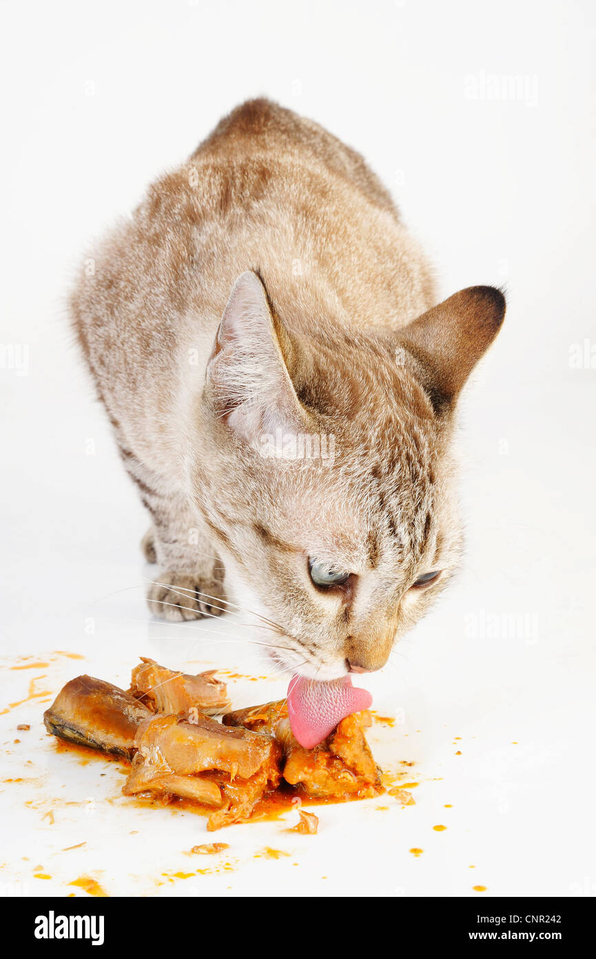 Gatto mangia sardine in salsa di pomodoro Foto Stock