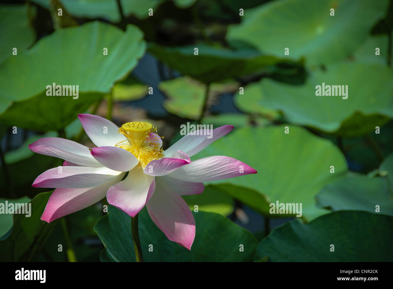 Fiore di loto a Vinh Trang tempio buddista in My Tho city, Vietnam Foto Stock