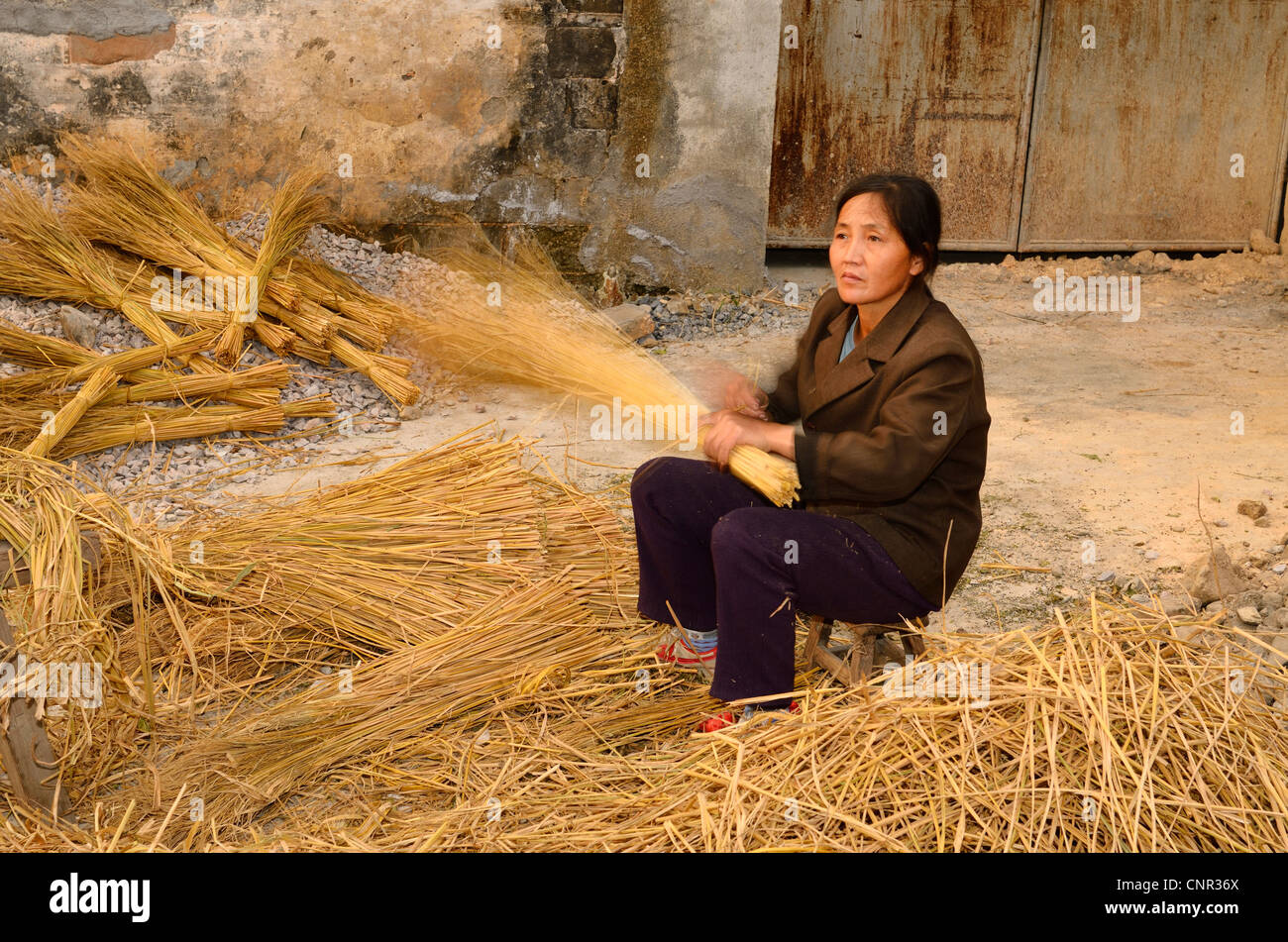 Donna cinese la raccolta di paglia di riso per la ginestra rendendo nel villaggio di Hongcun Repubblica Popolare Cinese Foto Stock