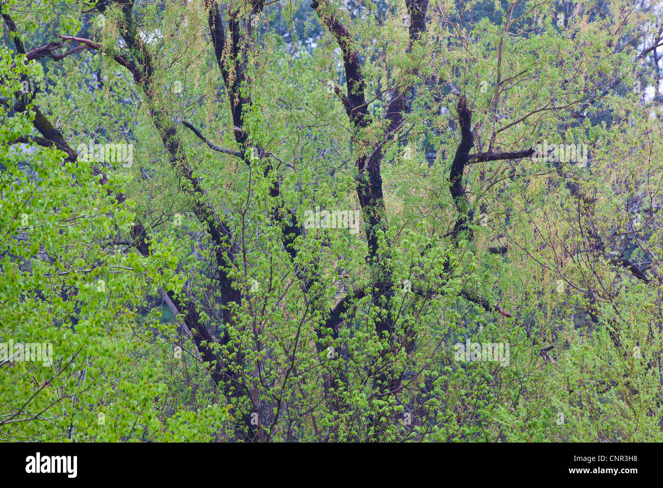 La pioggia caduta sul germogliando gli alberi di salice nel sud del Vermont Foto Stock