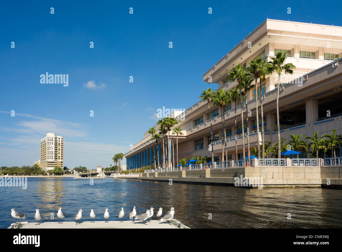Gabbiani seduto su di un molo vicino alla città di Tampa Convention Center waterfront del Fiume Hillsborough, Tampa Bay Area Florida US Foto Stock