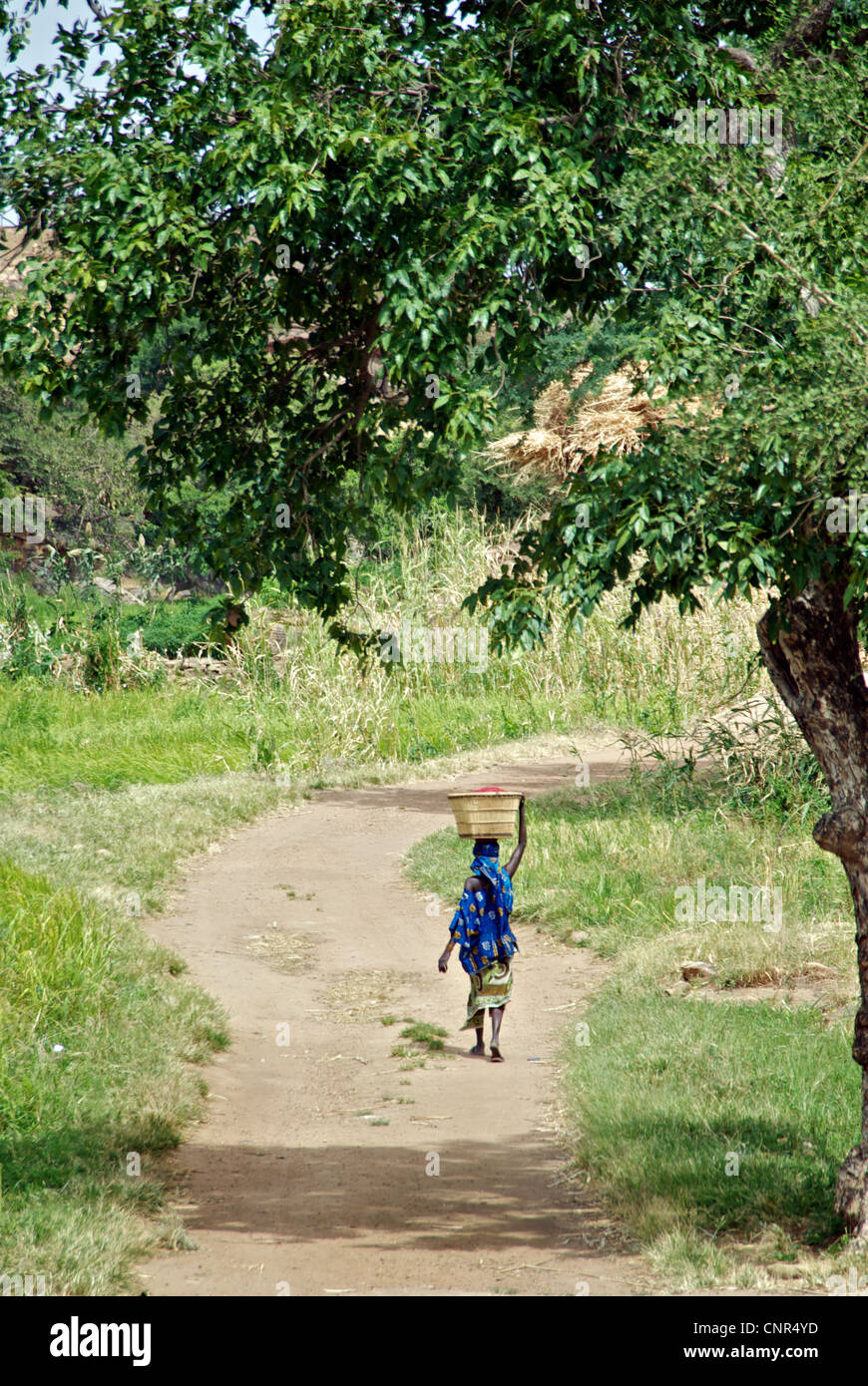 Una donna di equilibratura di un cestello sul suo capo nella contea di Dogon del Mali. Foto Stock
