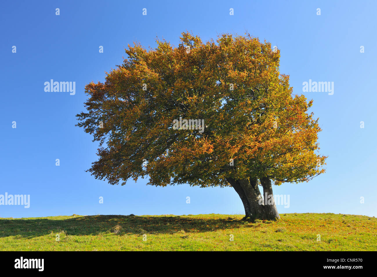 Faggio, Schauinsland, Foresta Nera, Baden-Württemberg, Germania Foto Stock