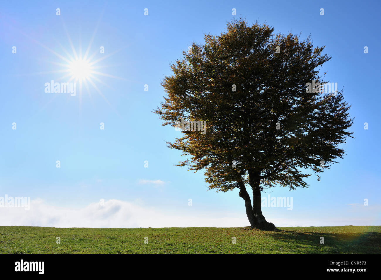 Faggio, Schauinsland, Foresta Nera, Baden-Württemberg, Germania Foto Stock