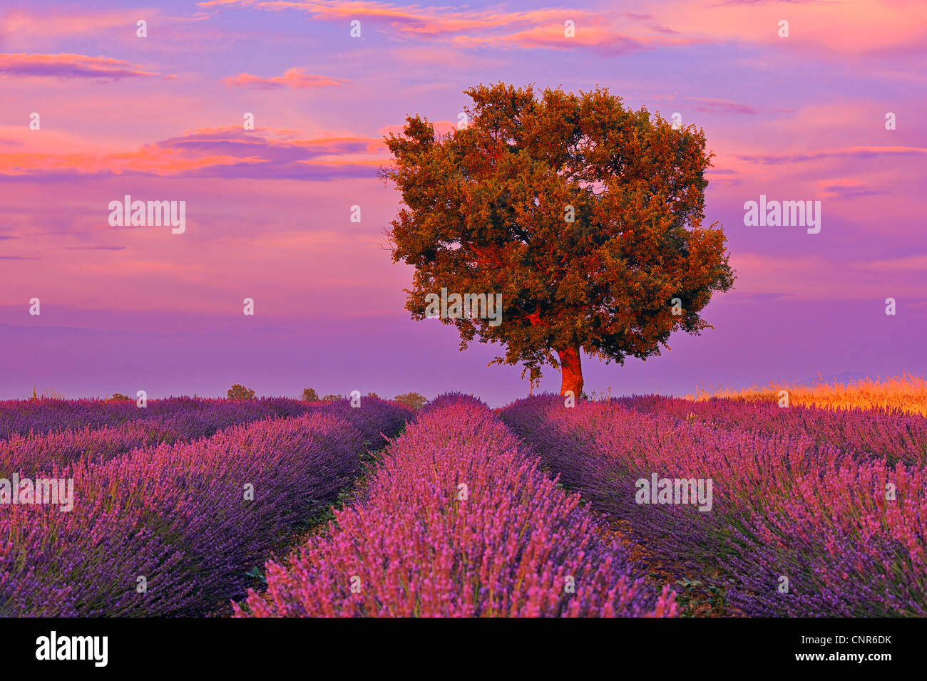 Albero in campo di lavanda al tramonto, altopiano di Valensole, Alpes-de-Haute-Provence, Provence-Alpes-Côte d'Azur, Provenza, Francia Foto Stock