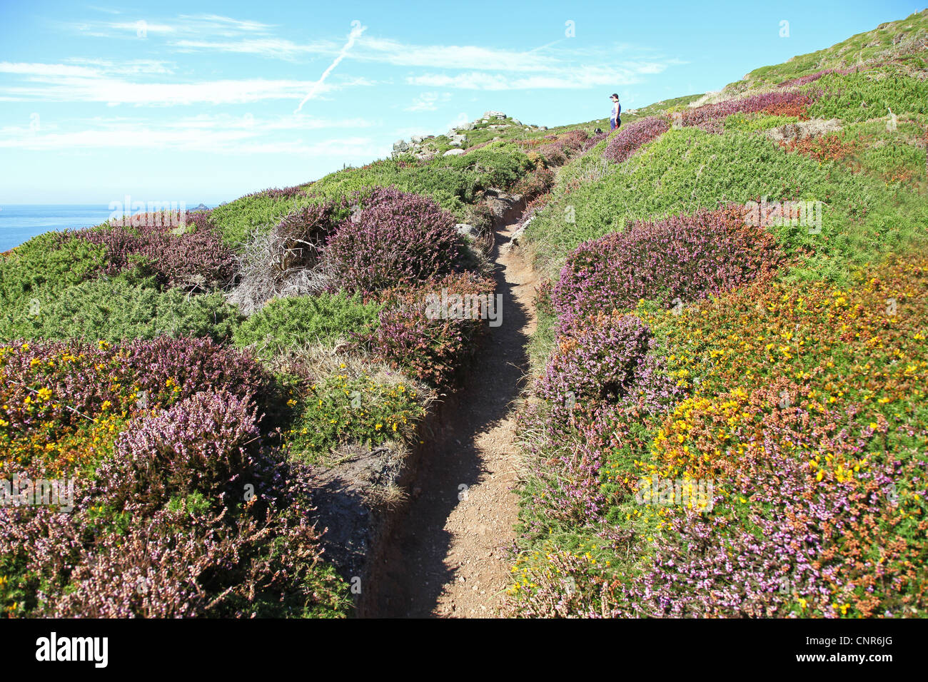Un percorso attraverso le distese di erica viola e giallo gorse fiori vicino Nanjizal o Mill Bay Cornwall, West Country, England, Regno Unito Foto Stock