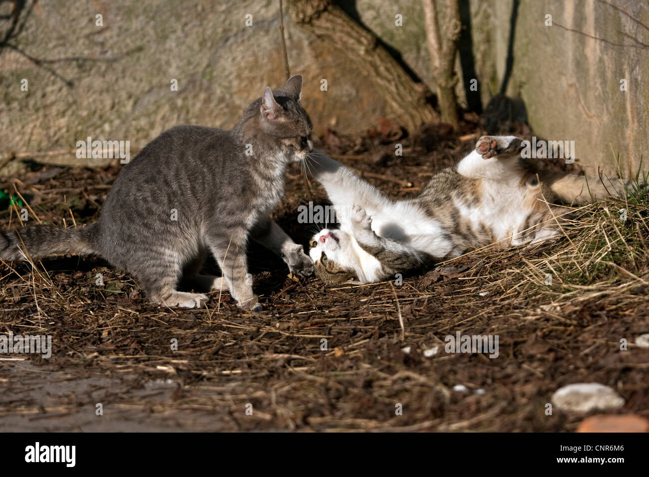 Il gatto domestico, il gatto di casa (Felis silvestris f. catus), 2 animali scuffling Foto Stock
