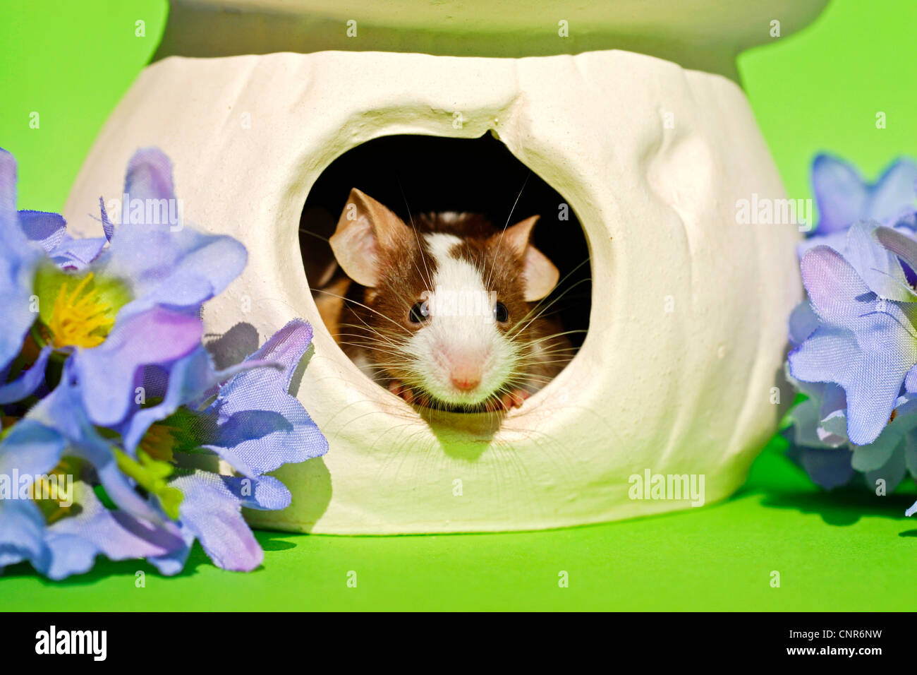 Casa mouse (Mus musculus), mouse fantasia guardando fuori di una pentola Foto Stock