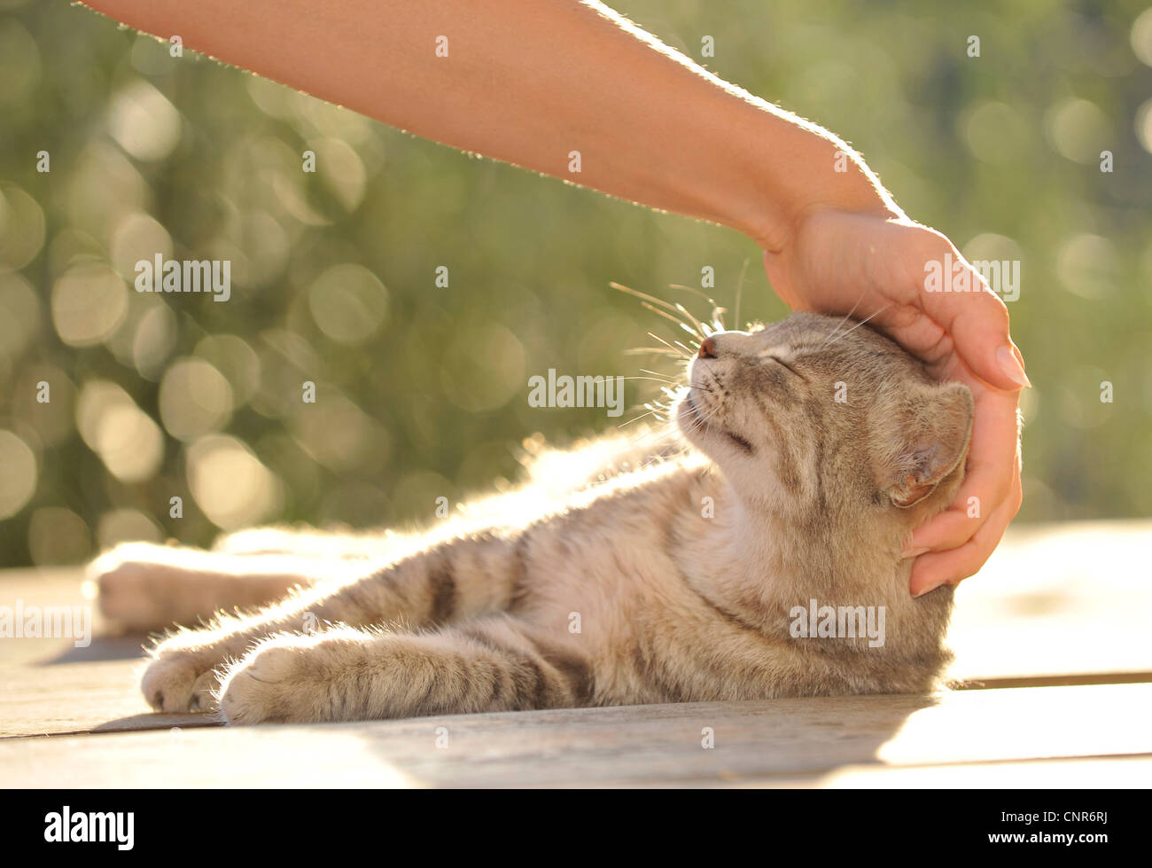 Donna di accarezzare il suo gatto, sdraiati al sole Foto Stock