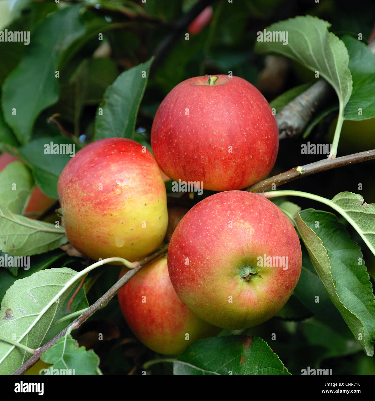 Apple (malus domestica), cultivar 'Elstar " Foto Stock