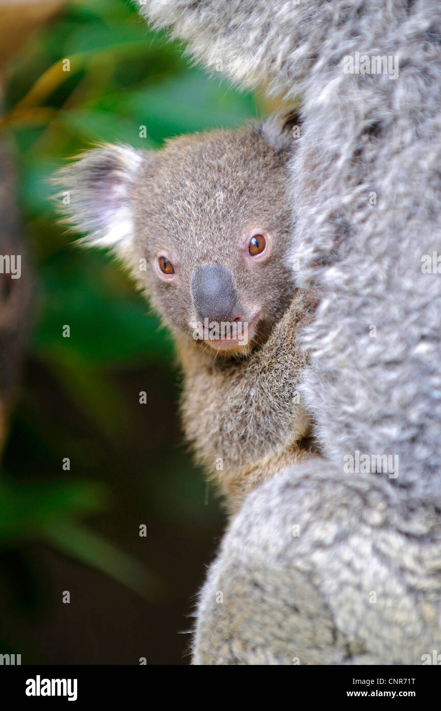 Il koala, koala bear (Phascolarctos cinereus), cucciolo alla sacca di sua madre, Australia Foto Stock
