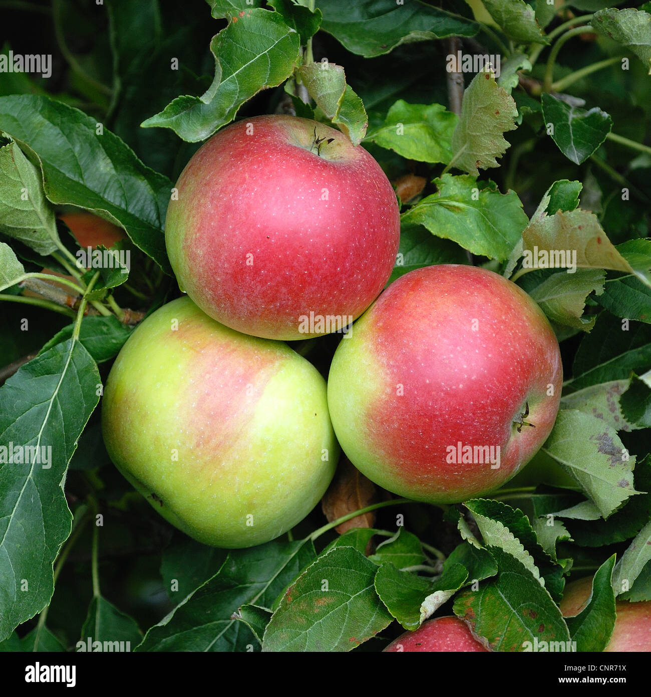 Apple tree (malus domestica), cultivar 'Idared' Foto Stock