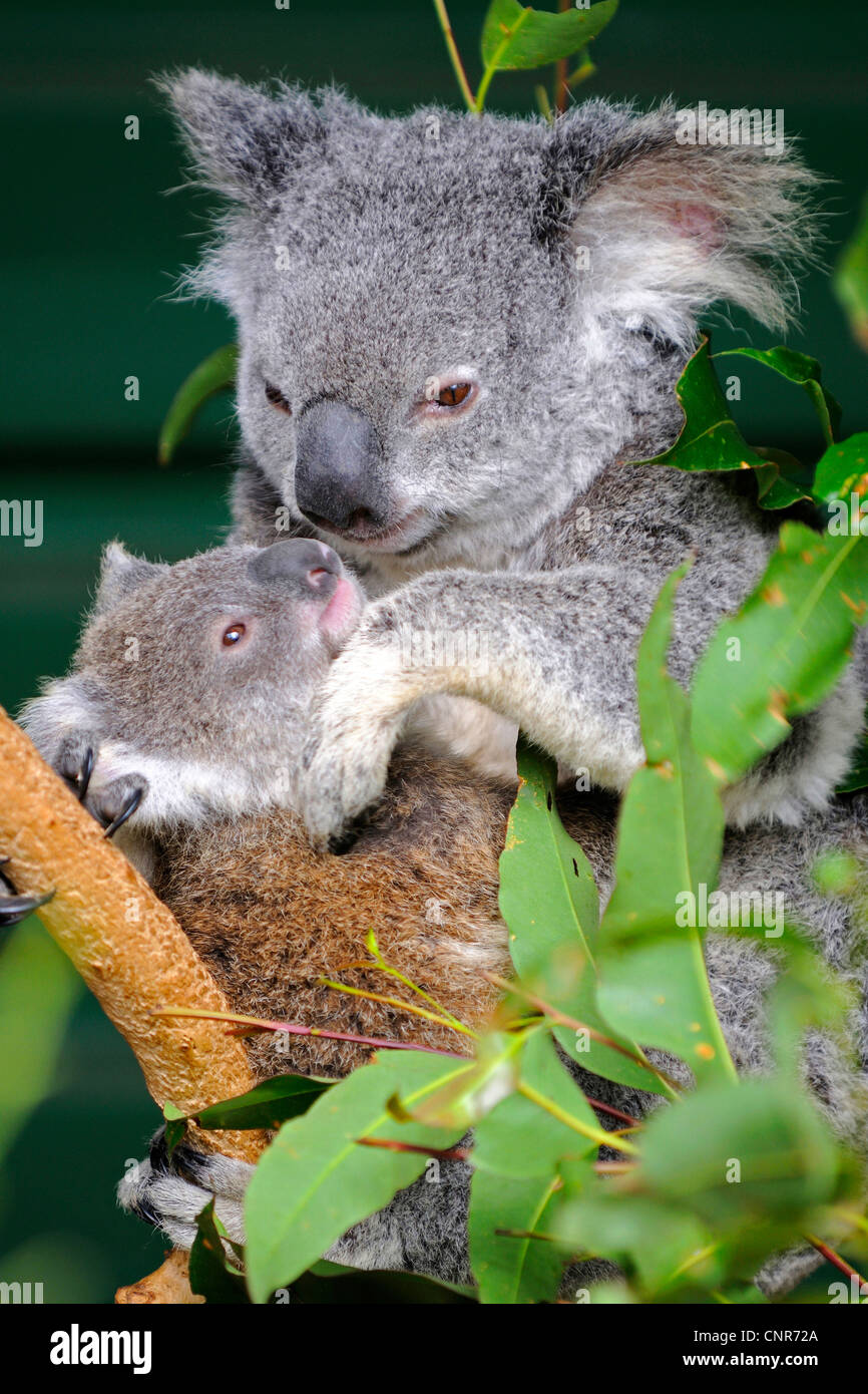 Il koala, koala bear (Phascolarctos cinereus), madre con pup, Australia, Queensland Foto Stock