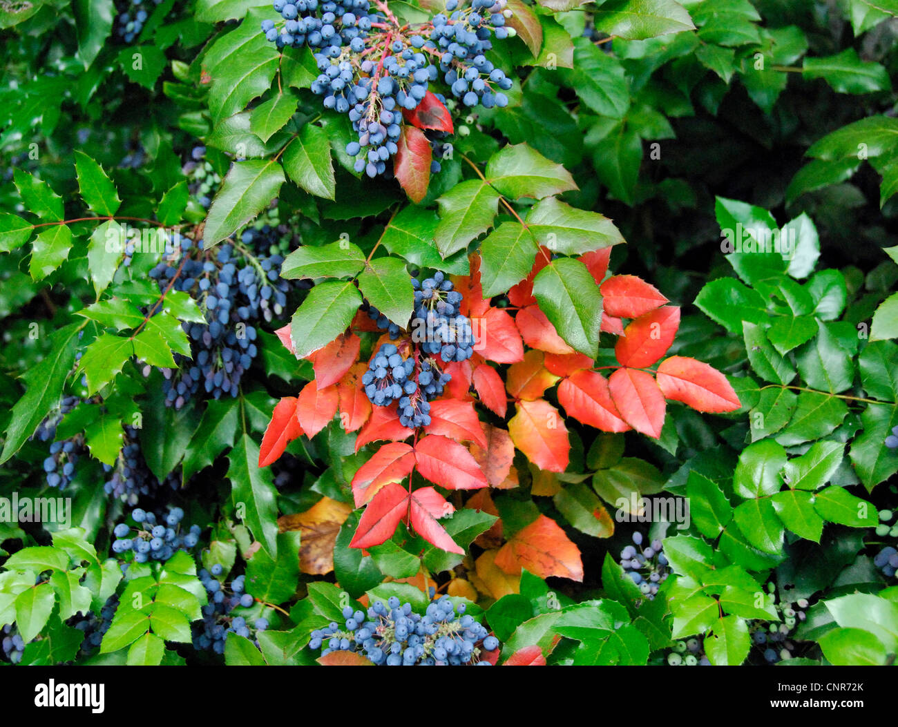 Holly-leaf oregongrape, oregon-UVA, fulgido oregongrape, tall oregongrape, montagna di uva (Mahonia aquifolium), abitudine con frutti Foto Stock