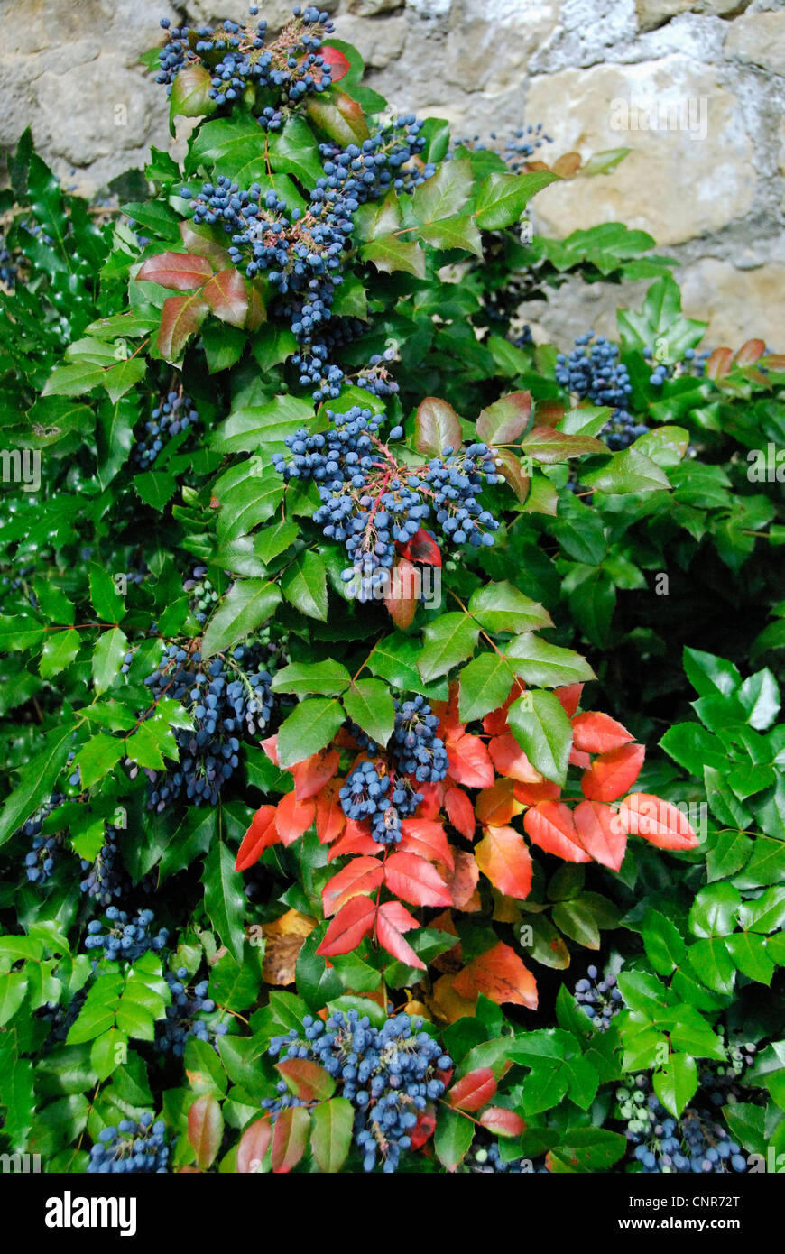Holly-leaf oregongrape, oregon-UVA, fulgido oregongrape, tall oregongrape, montagna di uva (Mahonia aquifolium), abitudine con frutti Foto Stock