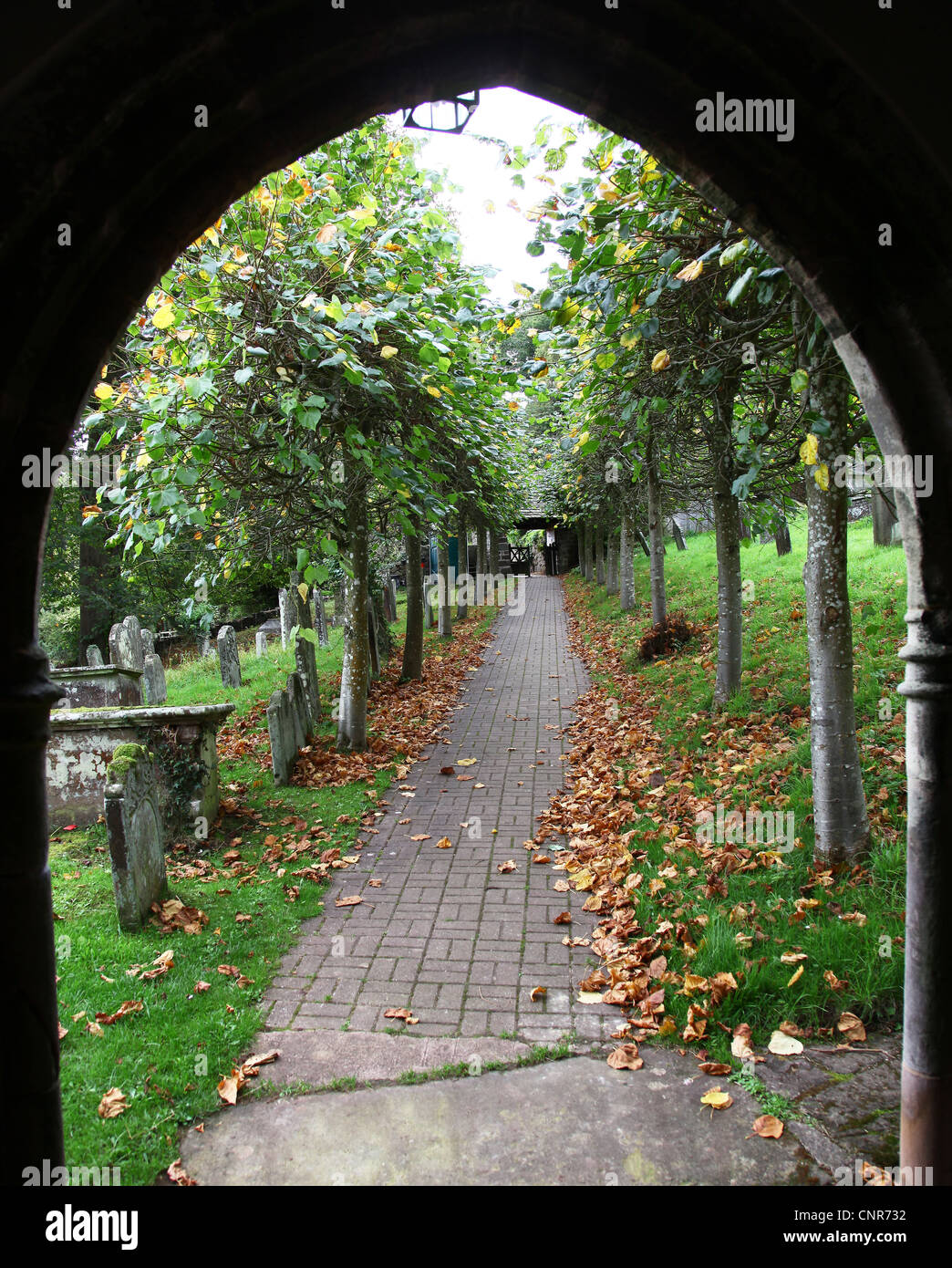 Il tiglio viale che conduce alla vecchia chiesa a Penallt è un villaggio nel Galles Monmouthshire Foto Stock