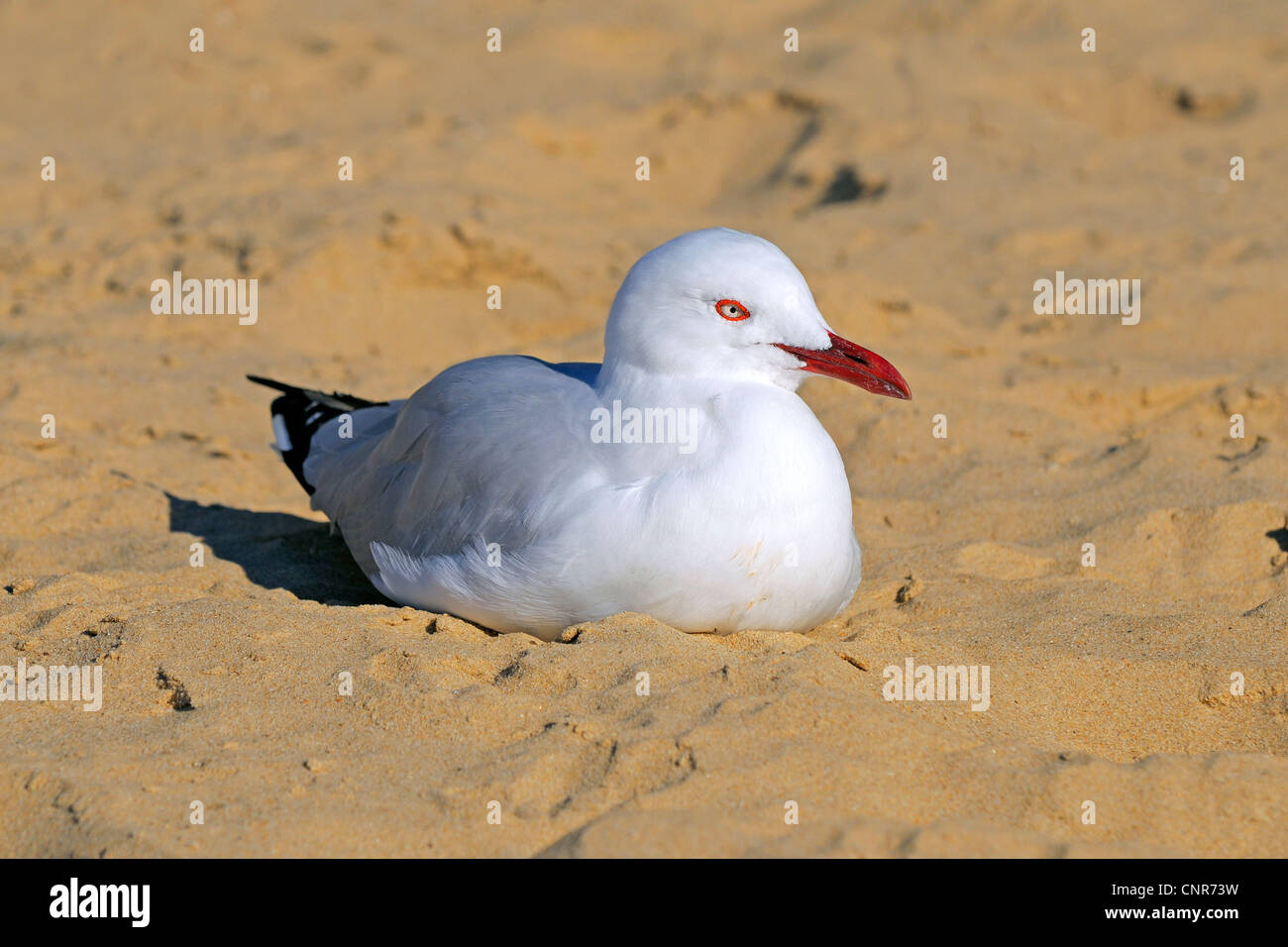 Gabbiano argento (Larus novaehollandiae), poggiante sulla spiaggia, Australia, Queensland Foto Stock