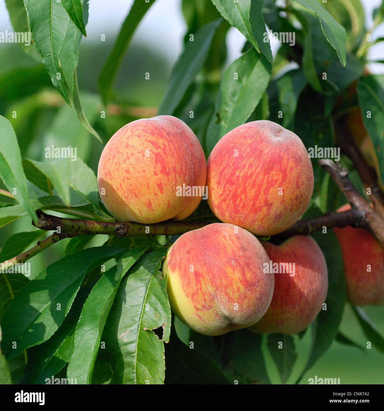 Pesca, mandorla amara (Prunus persica), cultivar 'Pilota' Foto Stock