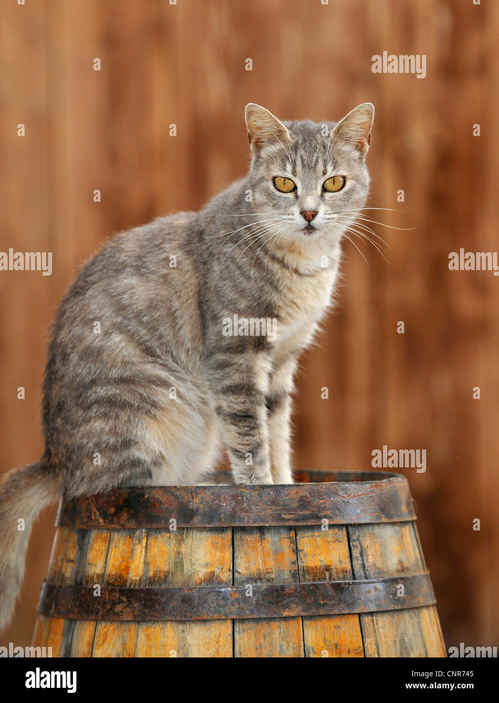 Gatto seduto su una botte di vino, guardando nella telecamera Foto Stock