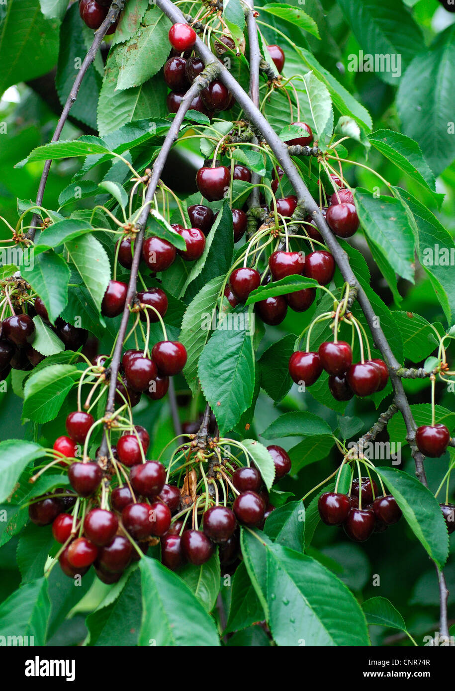 Ciliegio selvatico, ciliegio dolce, fisarmonica Gean, mazzard (Prunus avium), cultivar 'Valeska' Foto Stock