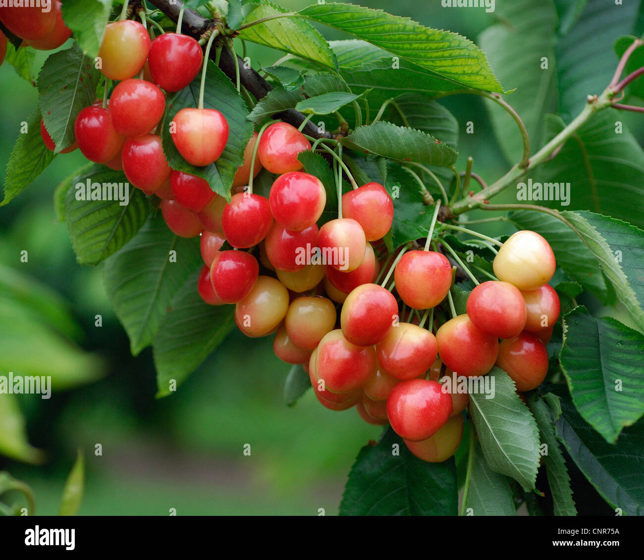 Ciliegio selvatico, ciliegio dolce, fisarmonica Gean, mazzard (Prunus avium), cultivar "UE" Foto Stock