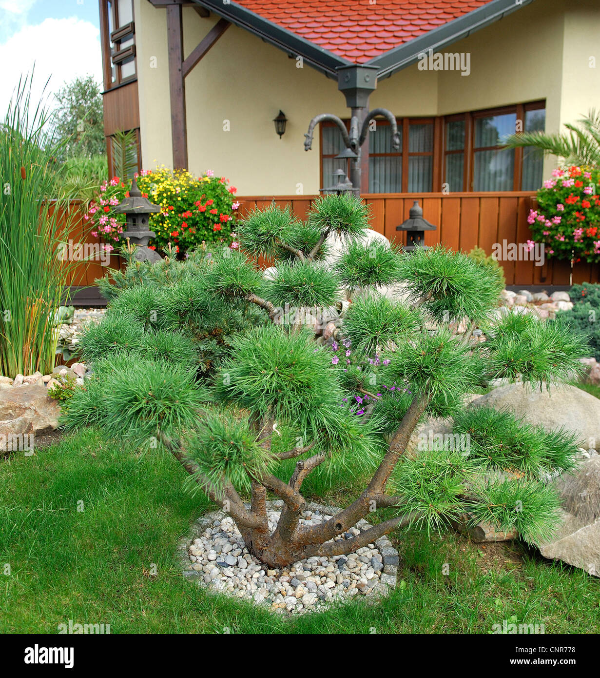 Pino silvestre, pino silvestre (Pinus sylvestris), in un giardino di topiaria da Foto Stock