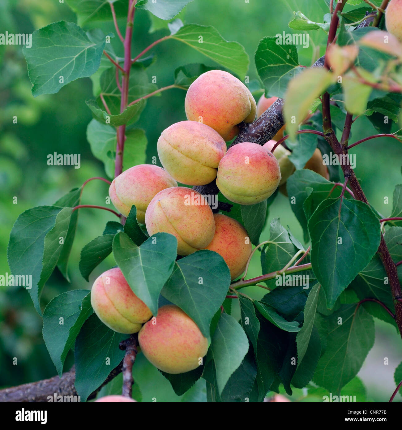 Albero di albicocche (Prunus armeniaca), cultivar 'Bergeron' Foto Stock