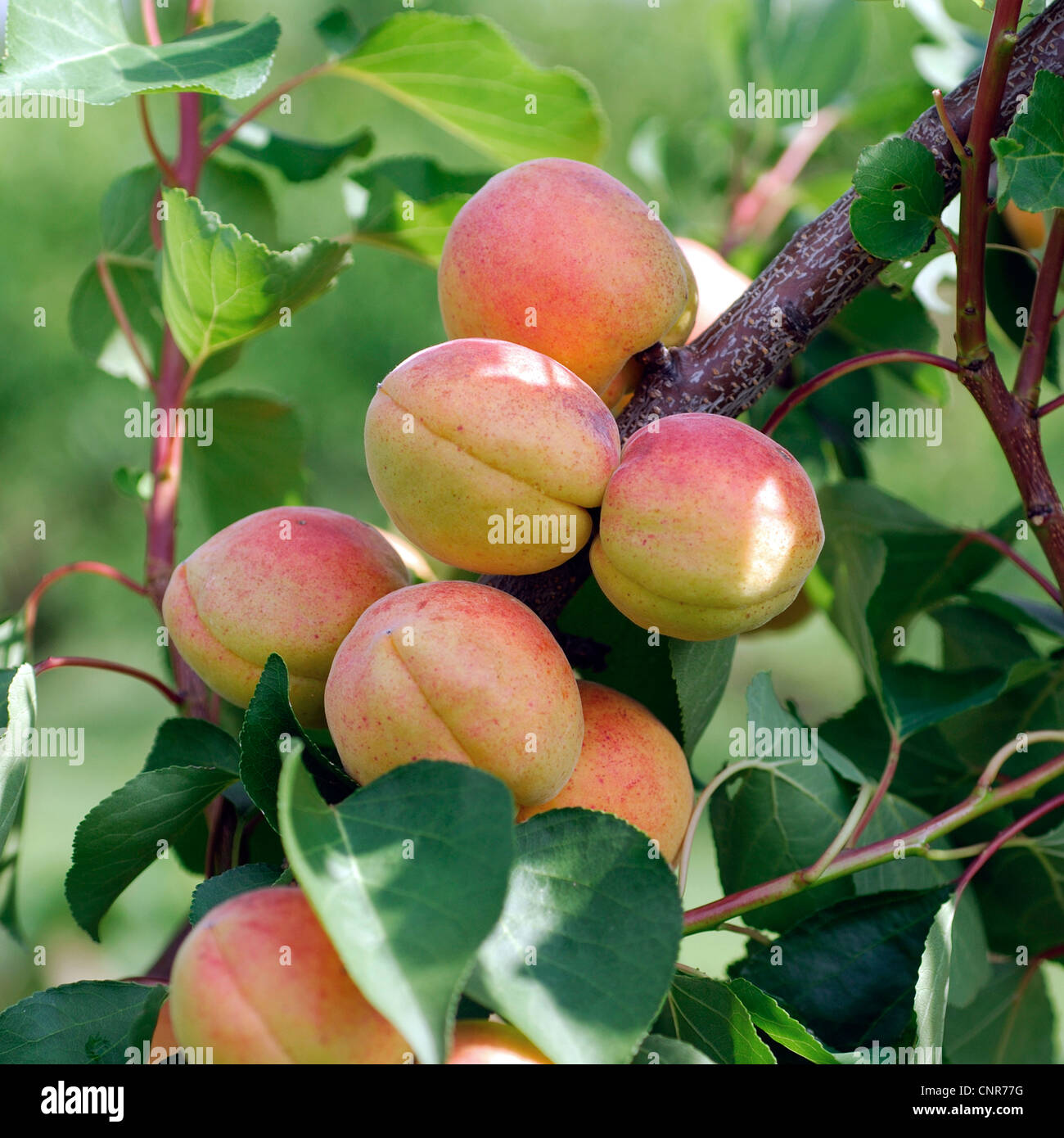 Albero di albicocche (Prunus armeniaca), cultivar 'Bergeron' Foto Stock