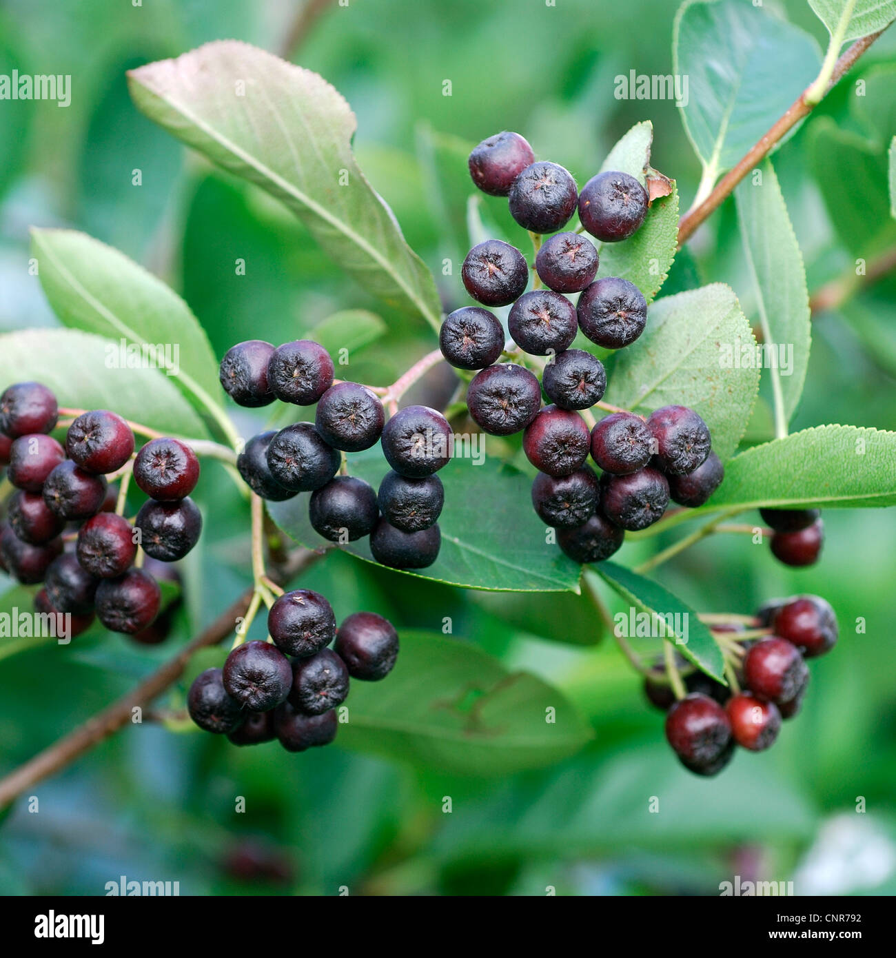 Black Chokeberry (Aronia melanocarpa, Photinia melanocarpa), con frutti Foto Stock