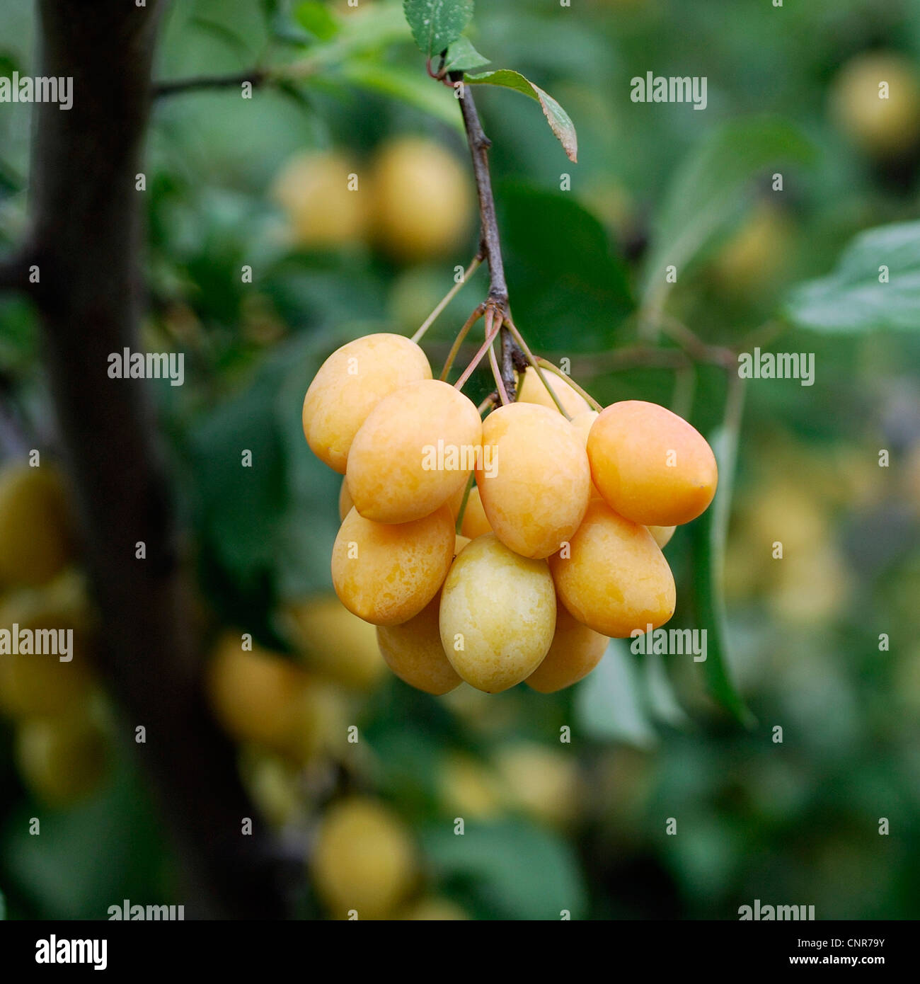 Cherry Plum, Myrobalan prugna (prunus cerasifera), cultivar 'Hamyra' Foto Stock
