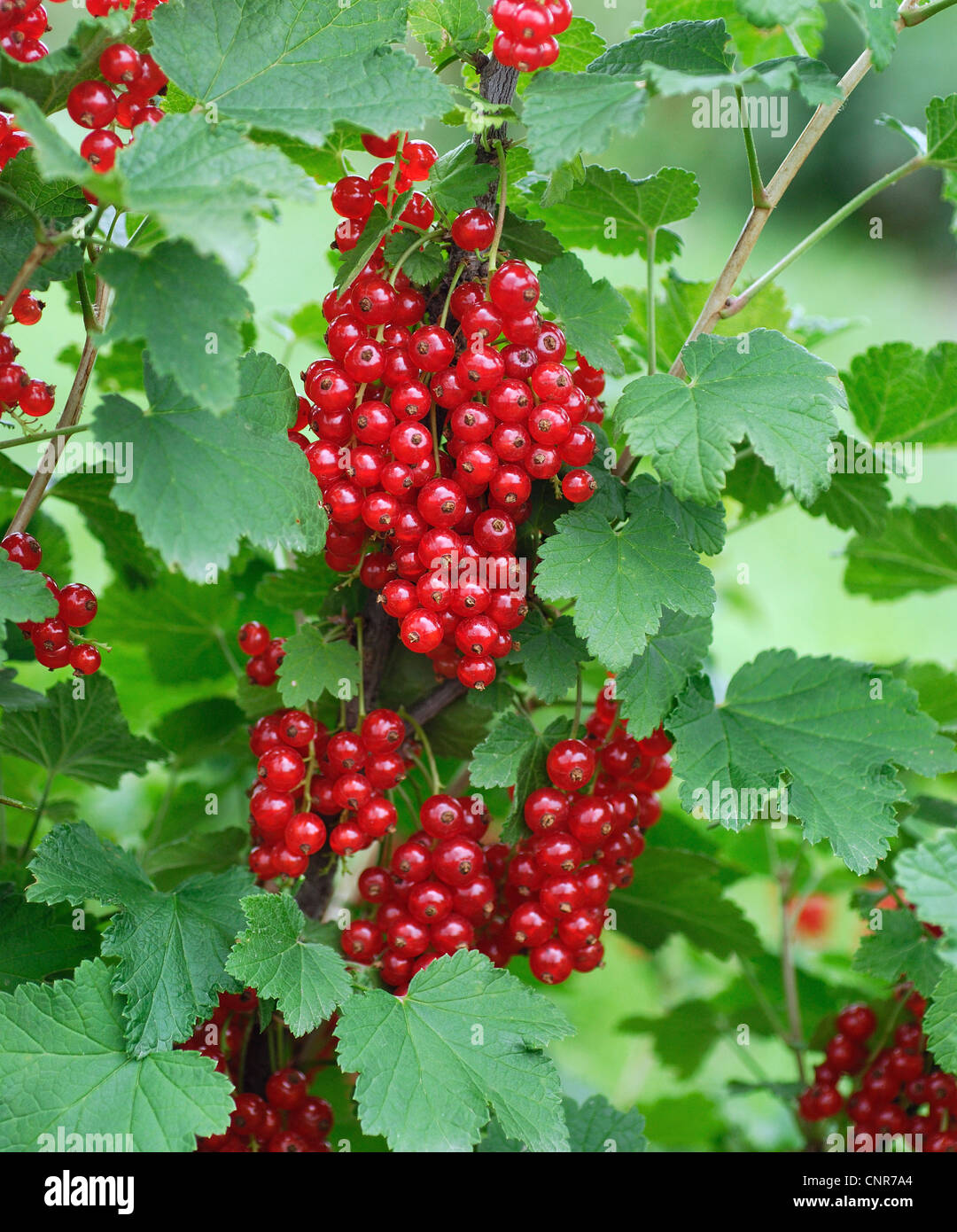 A nord di ribes rosso (ribes rubrum 'Utrecht', Ribes rubrum Utrecht), cultivar 'Utrecht' Foto Stock