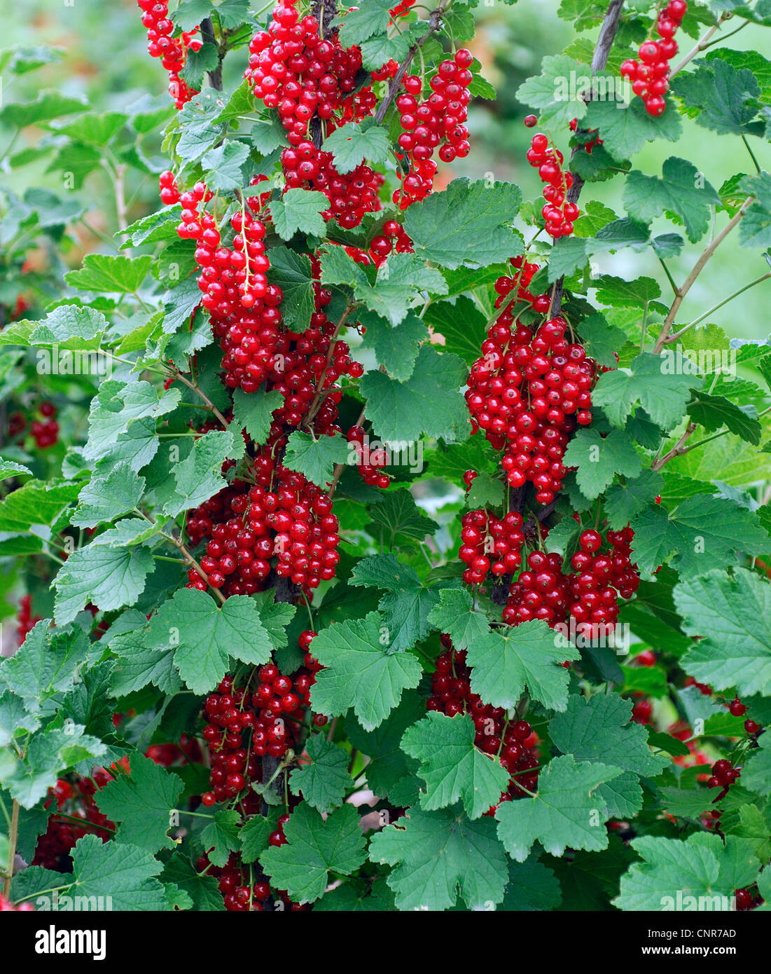A nord di ribes rosso (ribes rubrum), cultivar 'Utrecht' Foto Stock