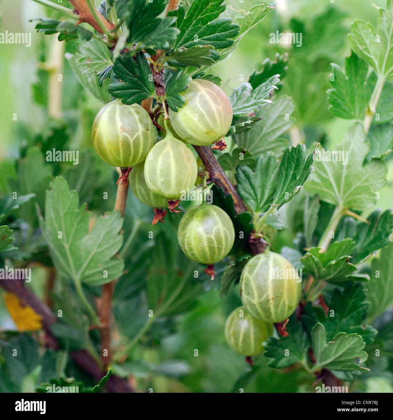 Wild uva, uva spina europea (Ribes uva-crispa 'Mucurines', Ribes uva-crispa Mucurines), cultivar 'Mucurines' Foto Stock
